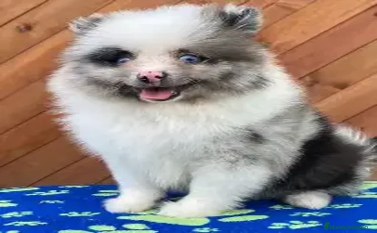Pomerania perros - Anuncio 1