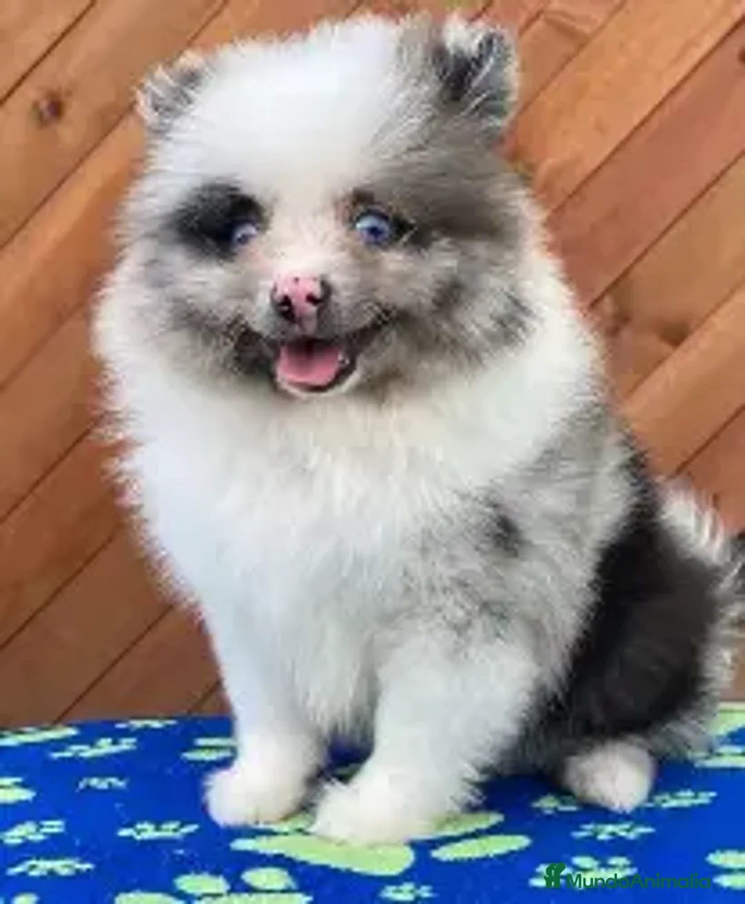 Pomerania perros en venta: Pomerania Merle – 1500 € - Imagen 1