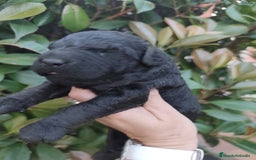 Perro de Agua Español perros en venta: Camada de perros de agua - Imagen 5