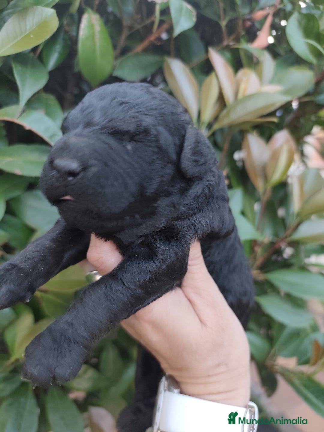 Perro de Agua Español perros en venta: Camada de perros de agua - Imagen 5
