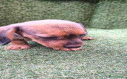 Teckel Miniatura perros en venta: teckel color jabali - Imagen 15