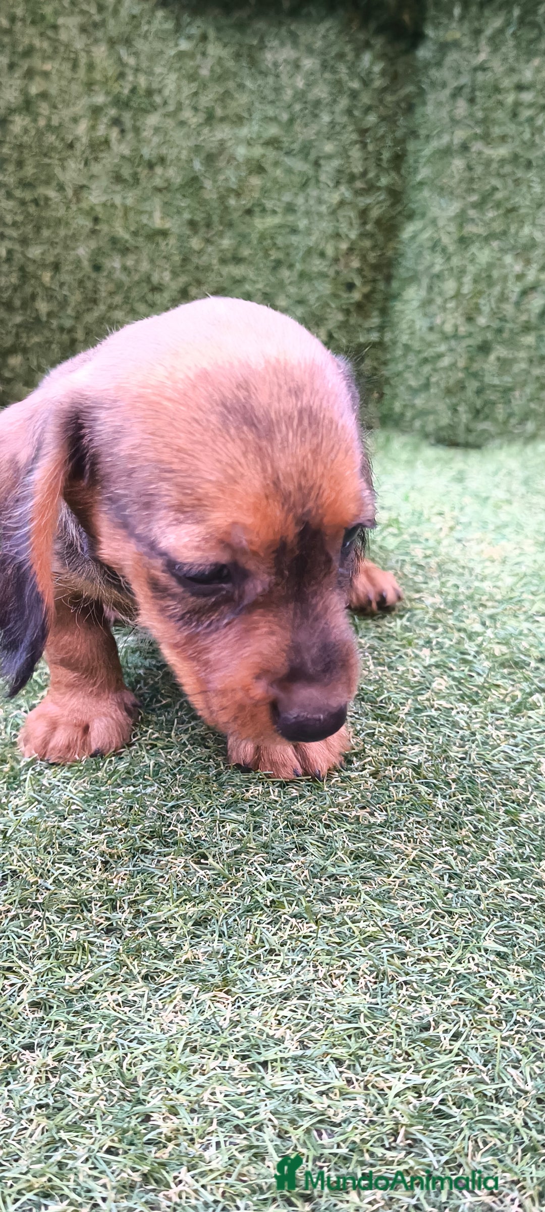 Teckel Miniatura perros en venta: teckel color jabali - Imagen 15