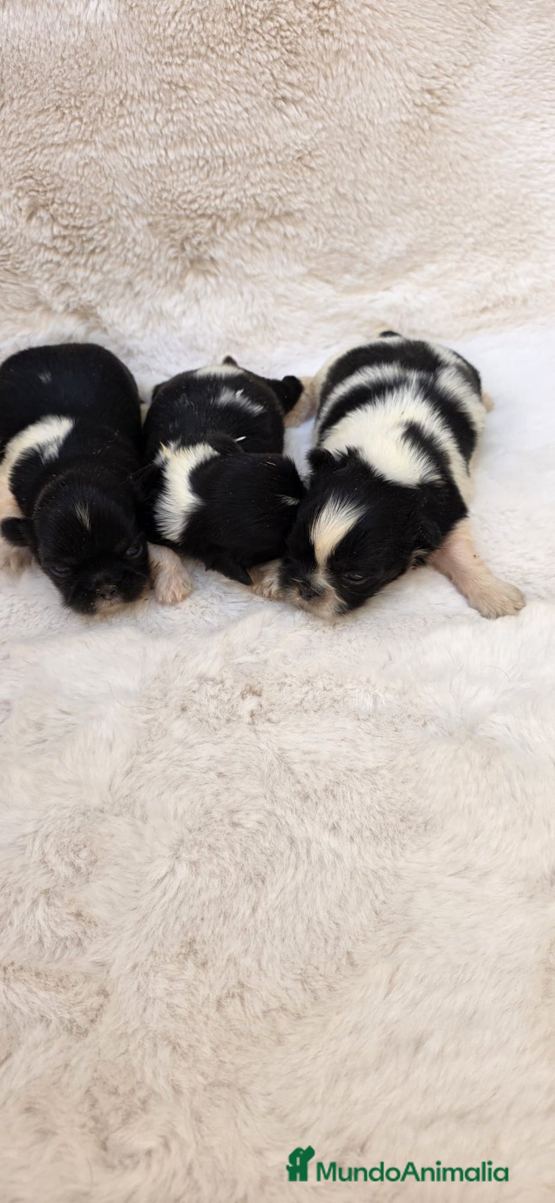 Shih Tzu perros en venta: Shitzu toy 🐾💙💙 - Imagen 3