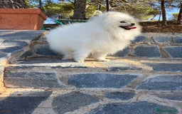 Pomerania perros en venta: Pomerania hembra tamaño pequeñito .  - Imagen 1