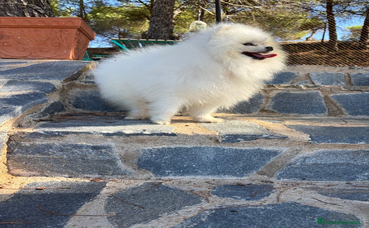Pomerania perros - Anuncio 10