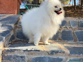 Pomerania perros - Anuncio 2