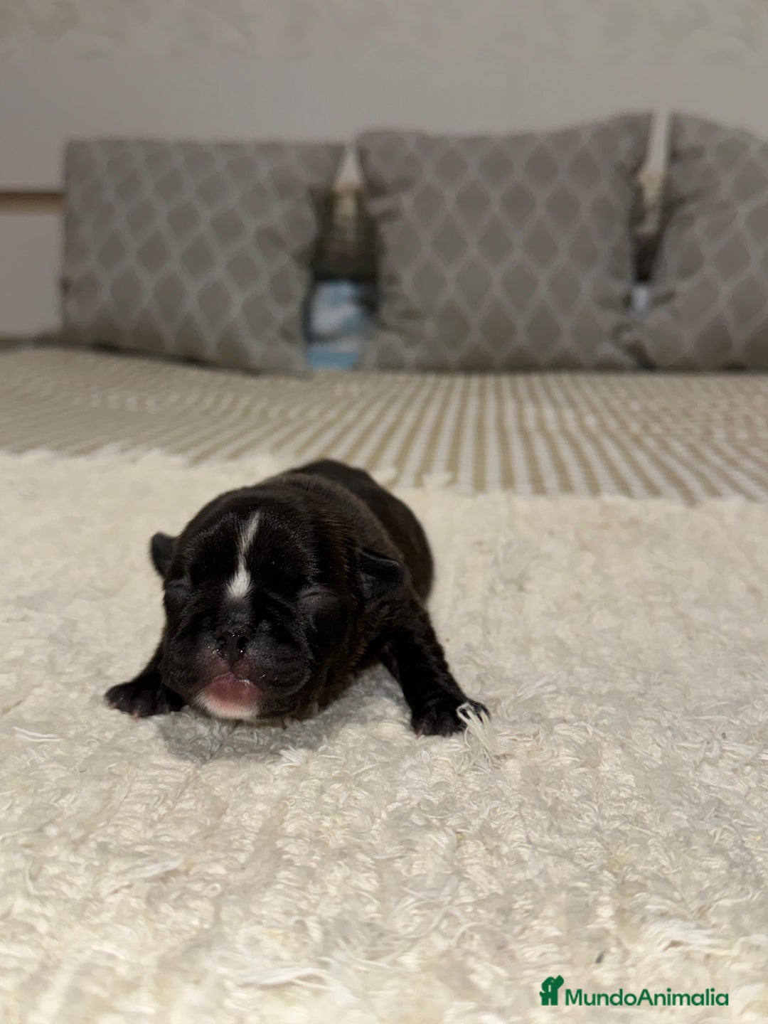 Bulldog Francés perros en venta: Bulldog francés excelente morfología reservas  - Anuncio 3