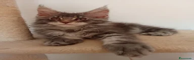 Maine Coon 1