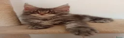 Maine Coon gatos en venta: Maine Coon - Anuncio 3