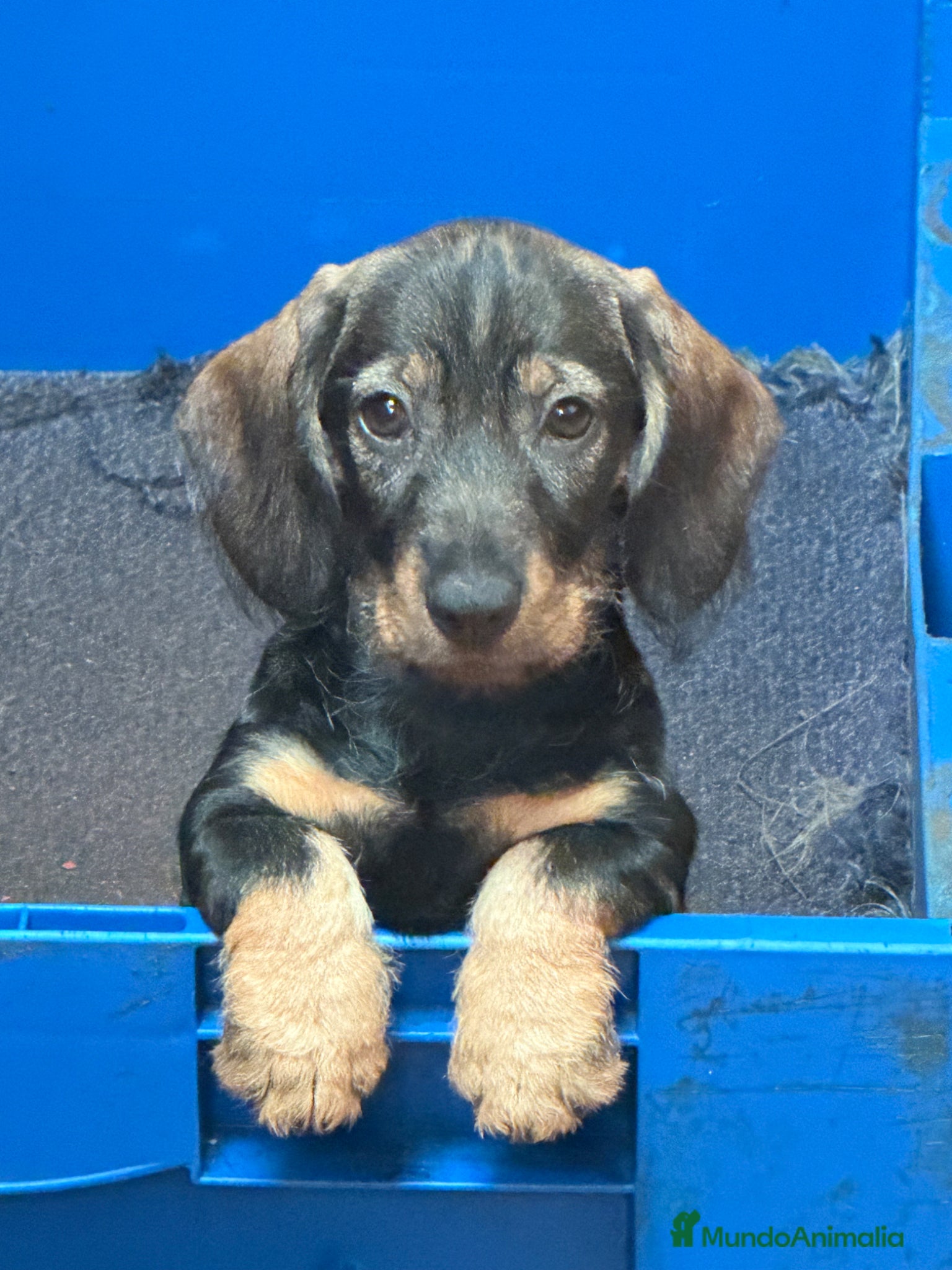 Teckel perros Camada Teckel st Pelo Duro  - Anuncio 6