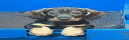 Teckel perros en venta: Camada Teckel st Pelo Duro  - Anuncio 1