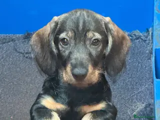 Teckel perros Camada Teckel st Pelo Duro - Anuncio 6