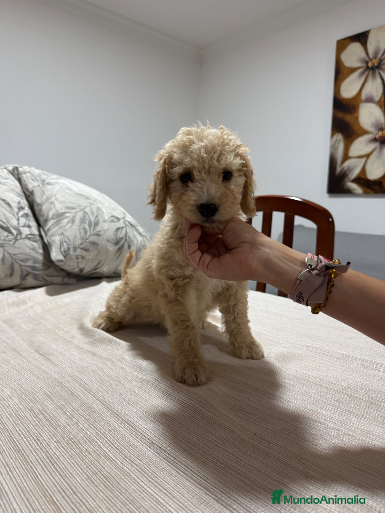 Perro de Agua Español perros Impresionante  camada de perro de Agua Español!  - Anuncio 1