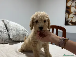 Perro de Agua Español perros Impresionante camada de perro de Agua Español! - Anuncio 1