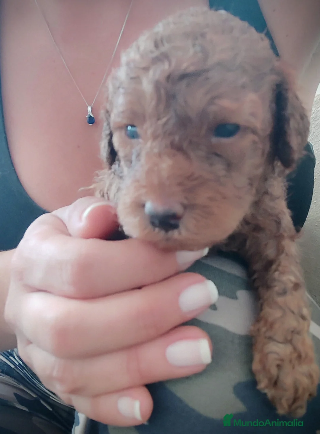 Caniche Toy perros en venta: Caniche Toy  - Anuncio 7