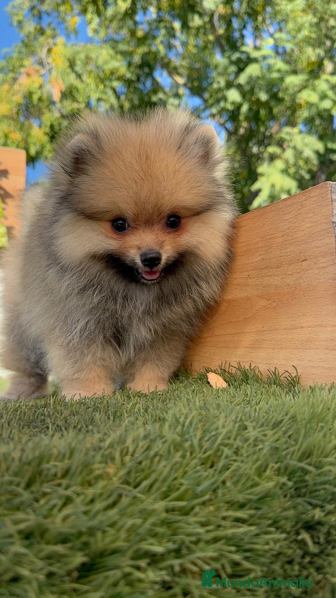 Pomerania perros en venta: POMERANIA - Imagen 7