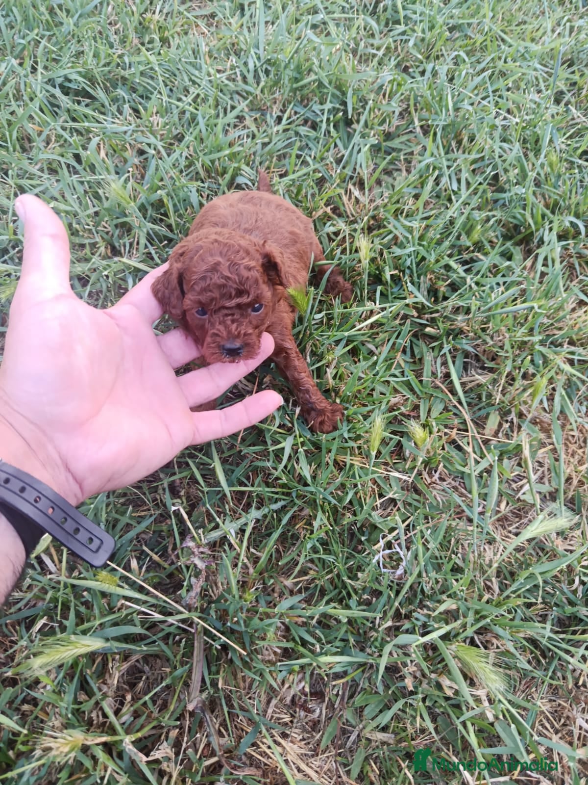 Caniche Toy Cachorro 10