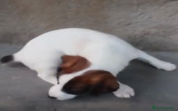 Jack Russell Terrier perros en venta: Jack Russell  - Imagen 5