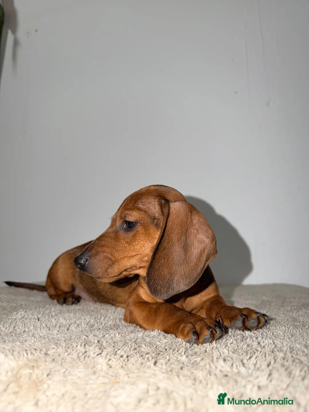 Teckel Miniatura perros en venta: TECKEL KANINCHEN ROJO - Anuncio 2