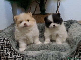 Pomerania perros Cachorritos de Pomerania - Anuncio 1