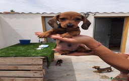 Teckel perros en venta: Teckel kanichen y mini - Imagen 7