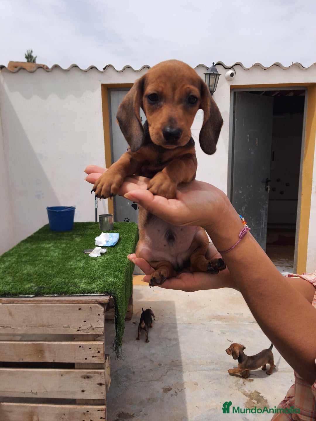 Teckel perros en venta: Teckel kanichen y mini - Imagen 7