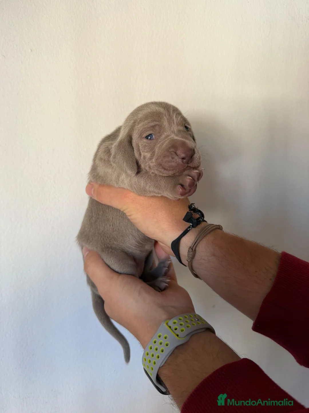Weimaraner perros en venta: Cachorros braco de Weimar 🐶🐾 - Anuncio 3
