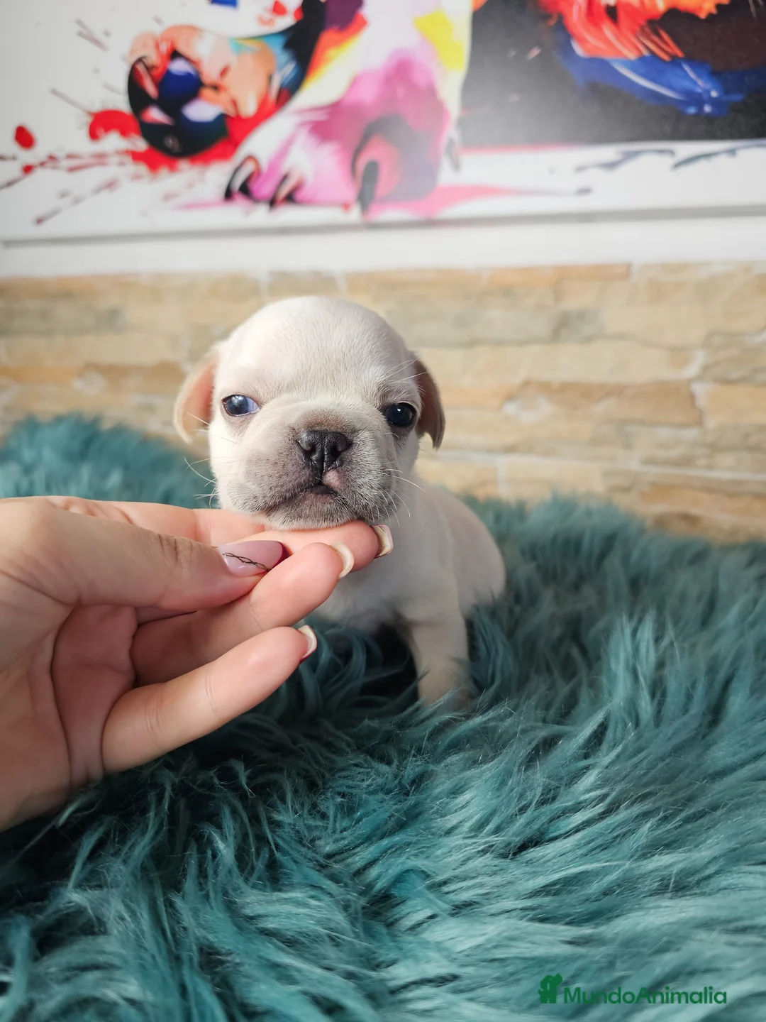 Bulldog Francés perros en venta: Bulldog francés and tan  - Anuncio 6