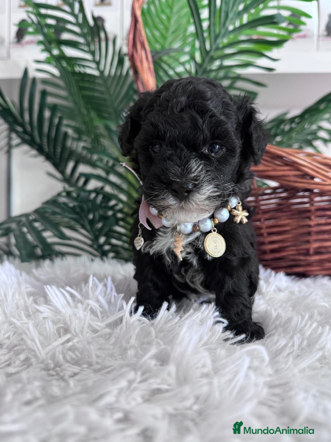 Caniche Toy perros en venta: CANICHE TOY HEMBRA - Anuncio 11