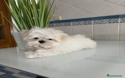 Bichón Maltés perros en venta: Bichon Maltés de caramelo  - Imagen 8