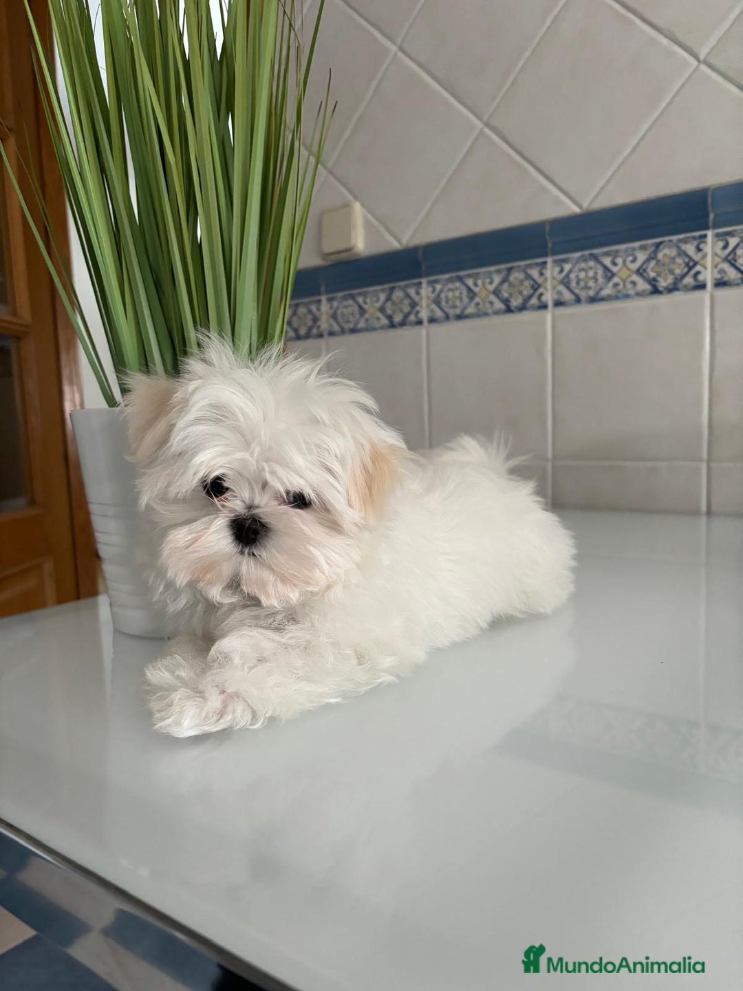 Bichón Maltés perros en venta: Bichon Maltés de caramelo  - Imagen 8
