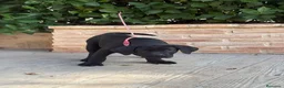 Cane Corso perros en venta: Cachorras de cane corso  - Anuncio 3