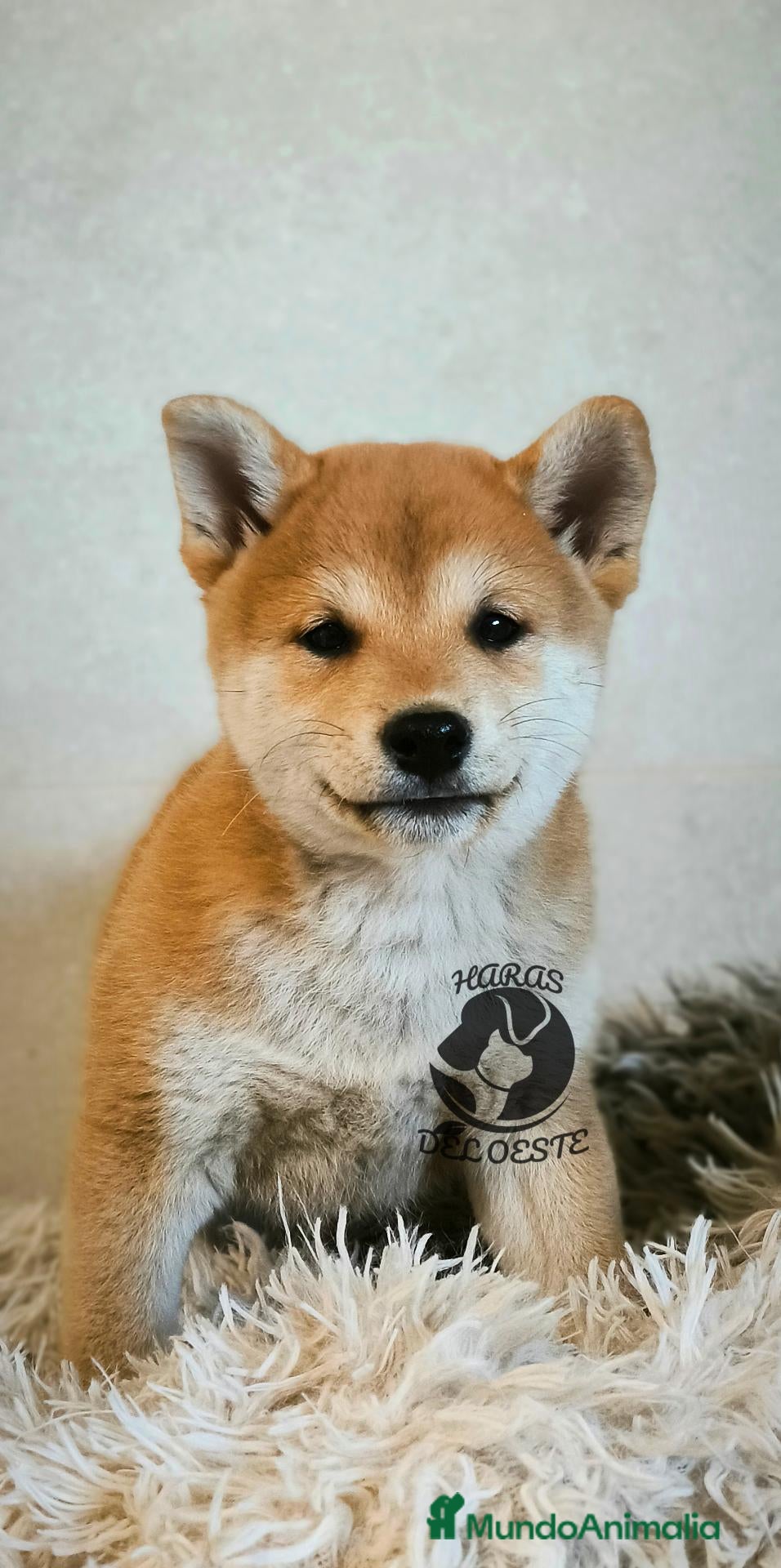 Shiba Inu perros Shiba inu - Anuncio 9