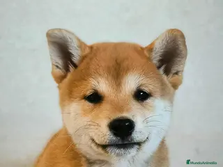 Shiba Inu perros Shiba inu - Anuncio 1