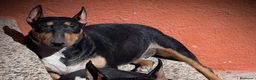 Bull Terrier perros en venta: Bull Terrier - Anuncio 1