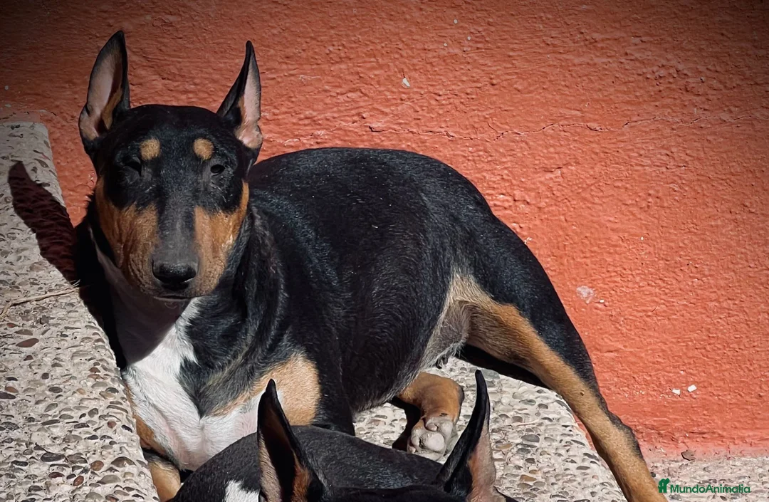 Bull Terrier perros en venta: Bull Terrier - Anuncio 1