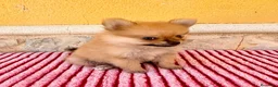 Pomerania perros en venta: Pomerania  - Anuncio 2