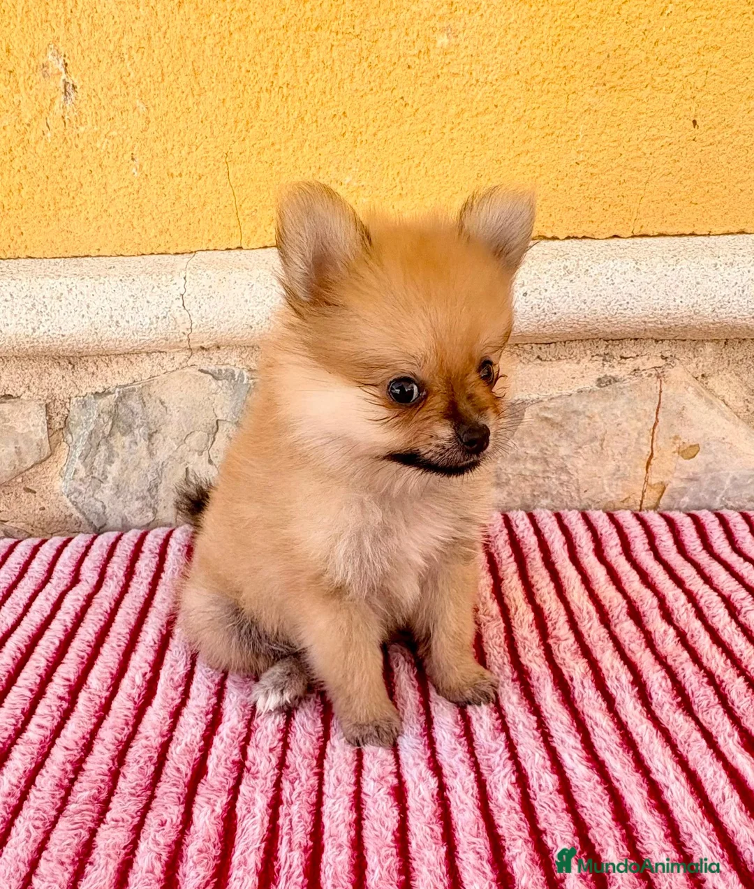 Pomerania perros en venta: Pomerania  - Anuncio 2
