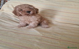 Caniche Toy perros en venta: Cachorritos caniche toy - Imagen 1