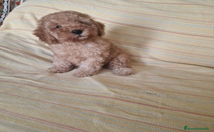 Caniche Toy perros - Anuncio 1