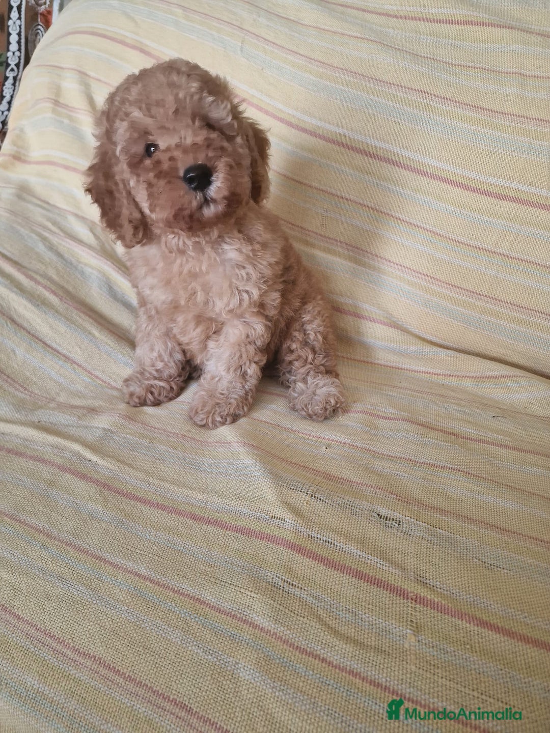 Caniche Toy perros en venta: Cachorritos caniche toy - Imagen 1