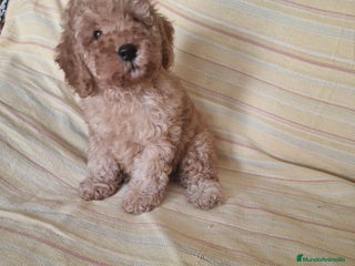 Caniche Toy perros - Anuncio 22