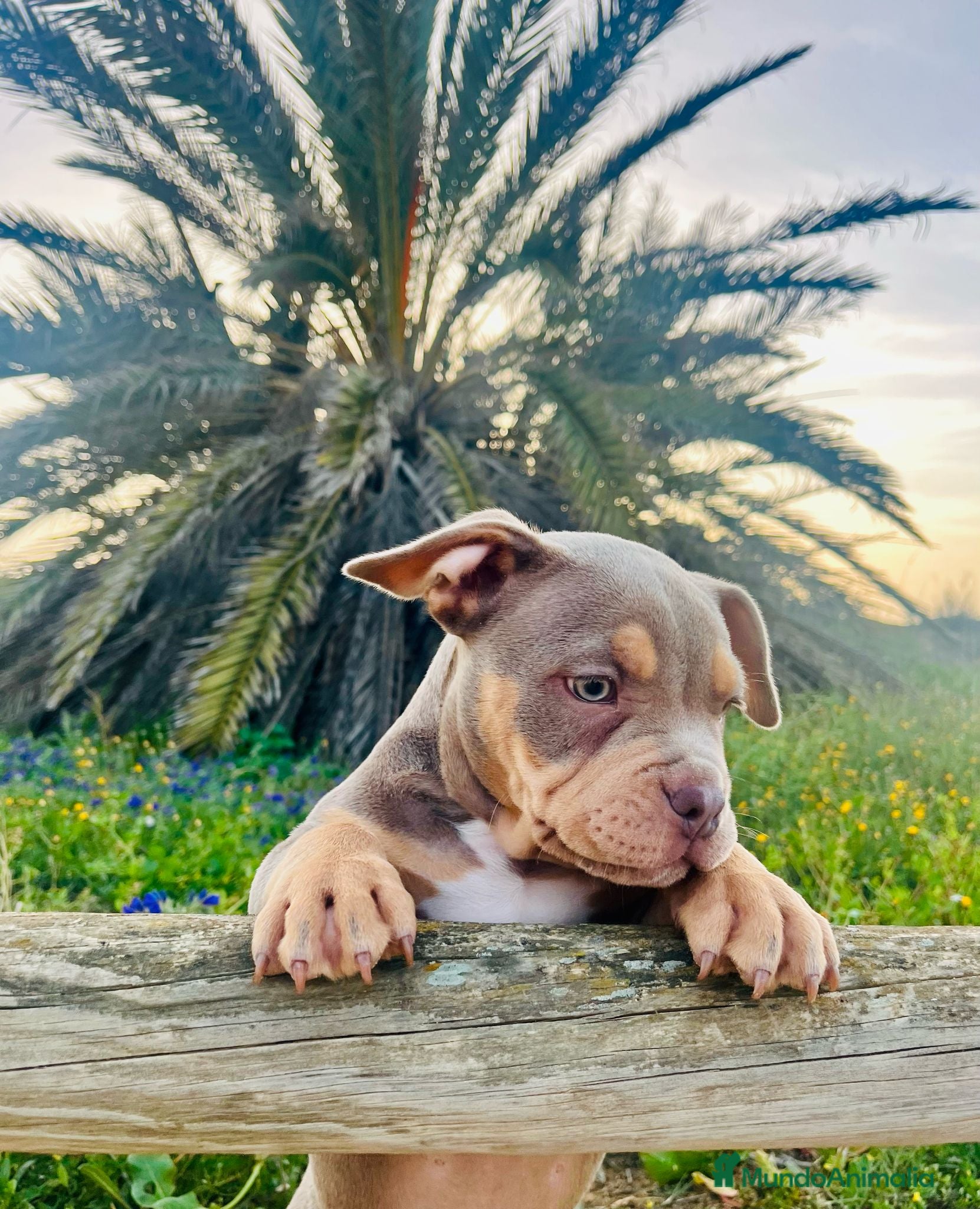 American Bully perros Excelentes.american bully pocket  - Anuncio 2