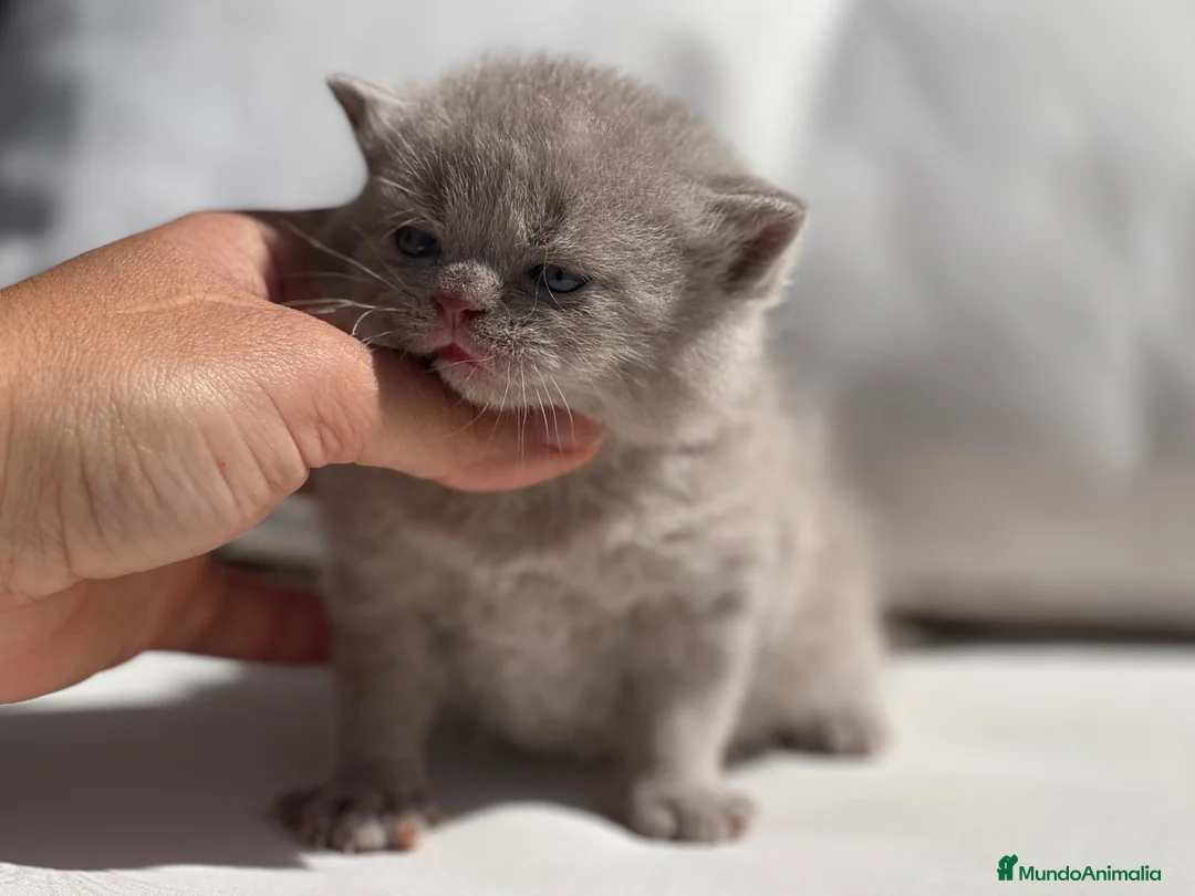 Británico de Pelo Corto gatos en venta: PRECIOSO BRITISH SHORTHAIR LILAC  - Anuncio 2
