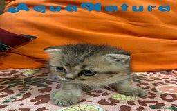 Scottish Fold gatos en venta: Scottish Fold Macho 6417 AQUANATURA - Imagen 3