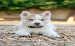 Husky Siberiano perros en venta: Husky Siberiano cachorros  - Imagen 4