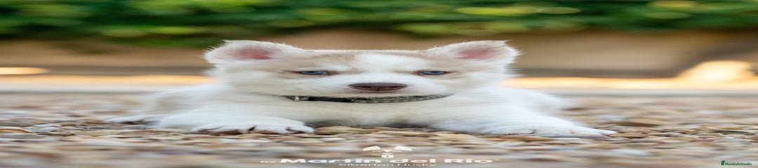 Cachorro 3