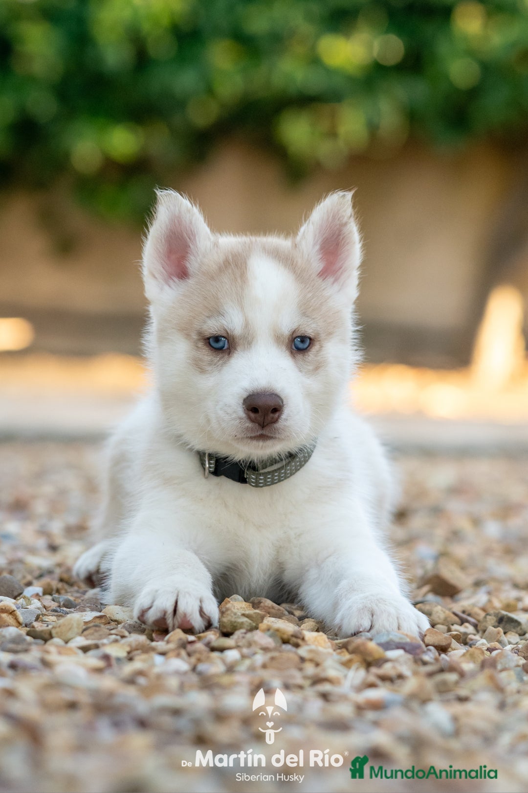 Husky Siberiano perros en venta: Husky Siberiano cachorros  - Imagen 4