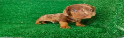 Teckel Miniatura perros en venta: Teckel miniatura  - Anuncio 20