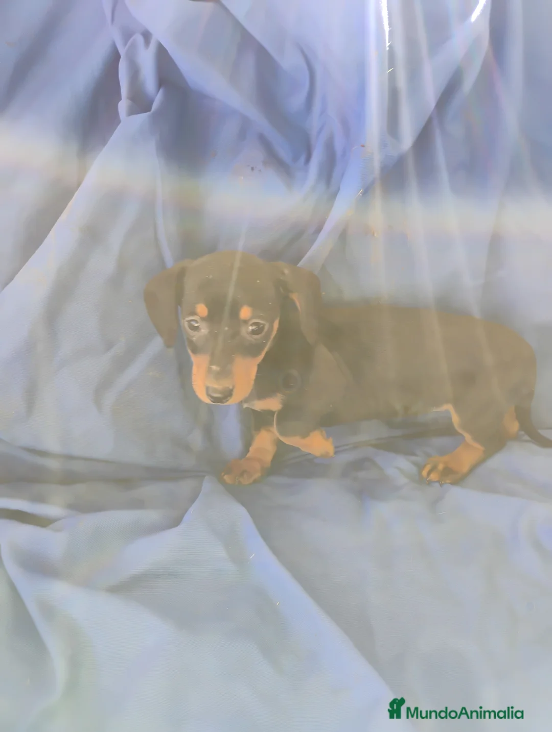 Teckel Miniatura perros en venta: Hembra teckel negro fuego miniatura  - Anuncio 3